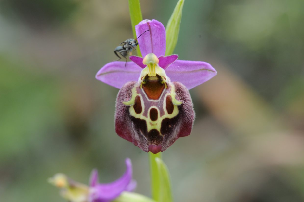 Ophrys colossea Rhodes