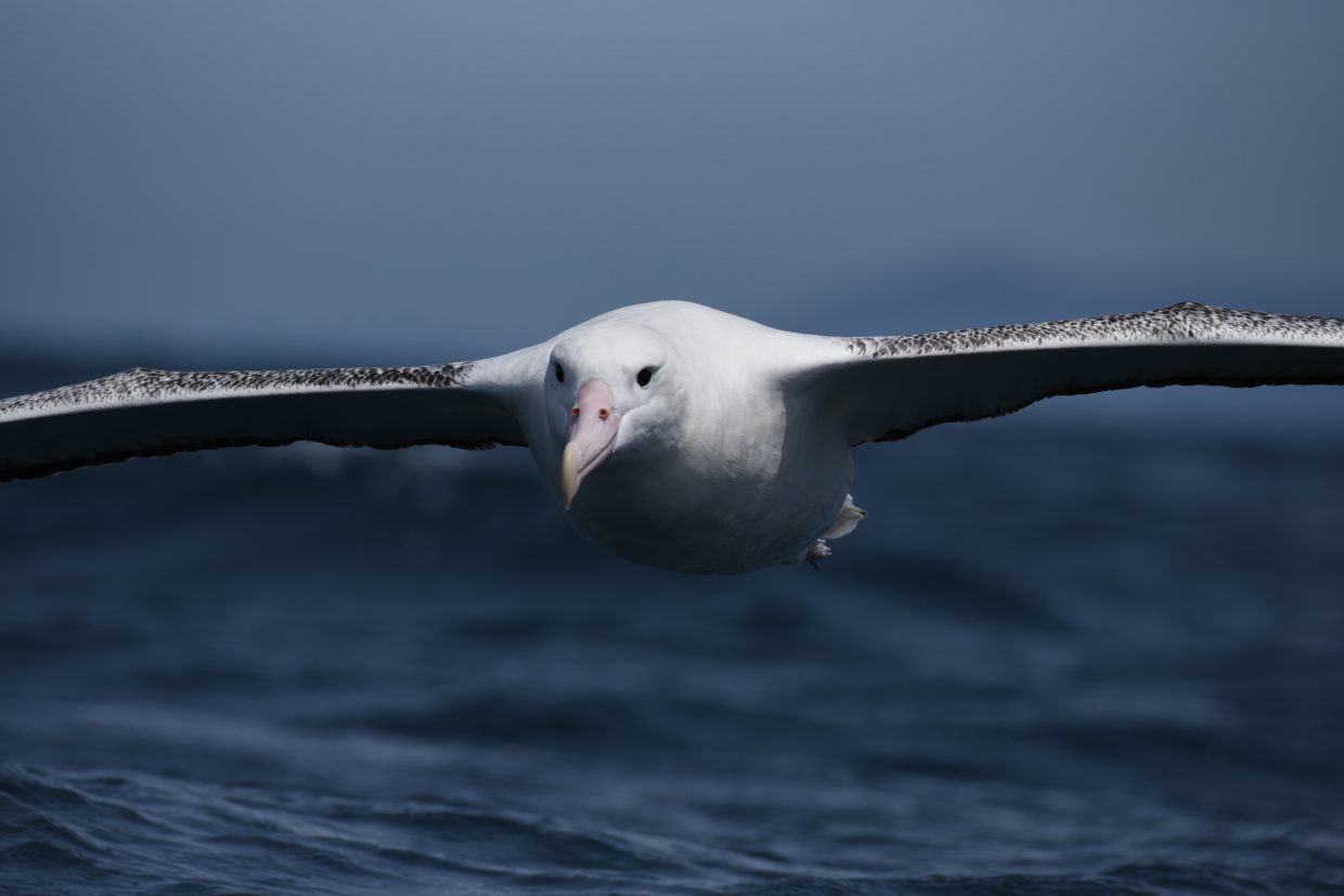 Wandering Albatross Kaikoura
