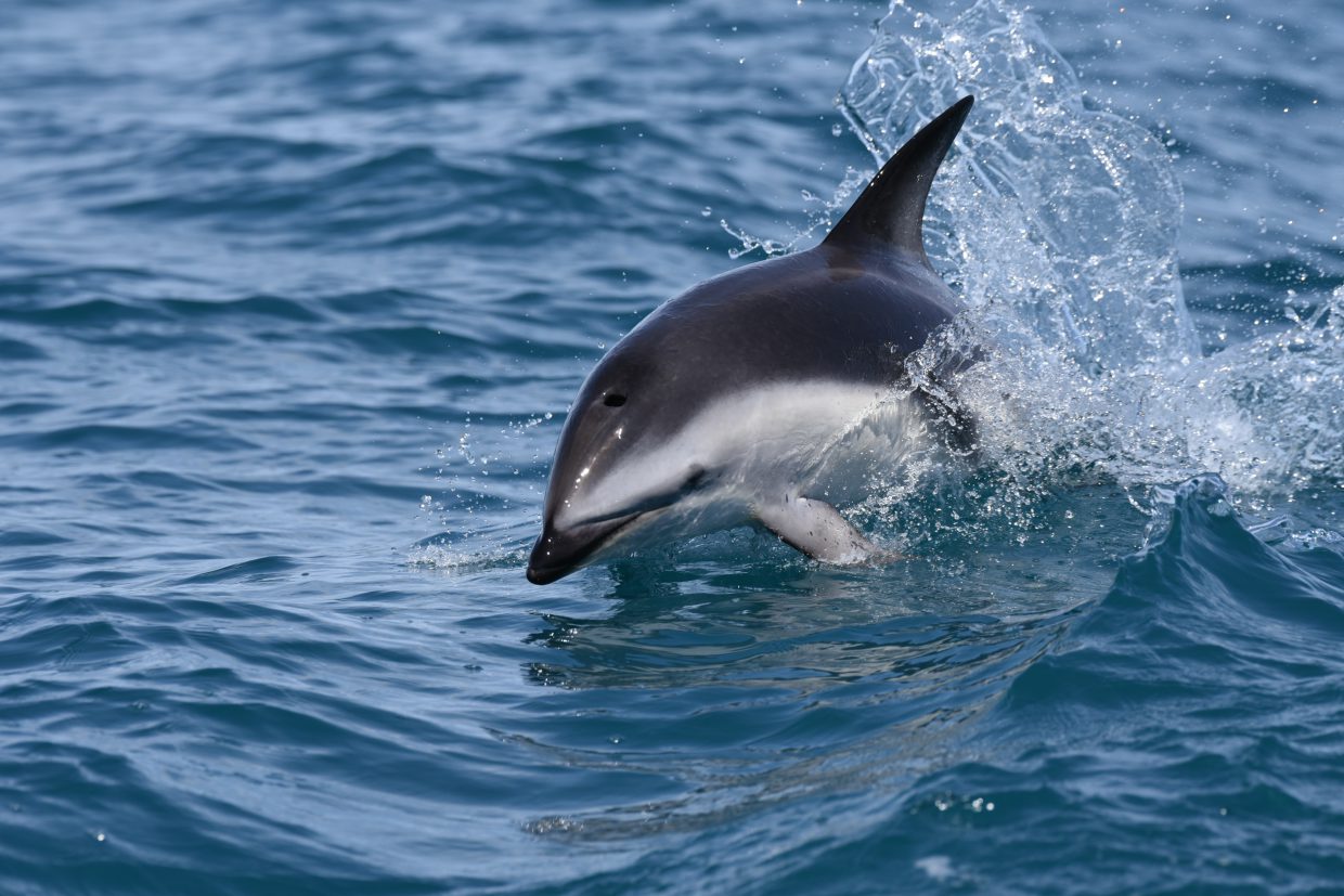 Dusky Dolphin Kaikoura