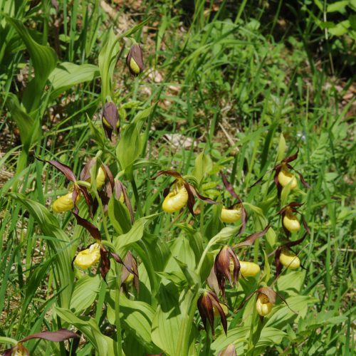 Cypripedium calceolus Yellow Lady's Slipper