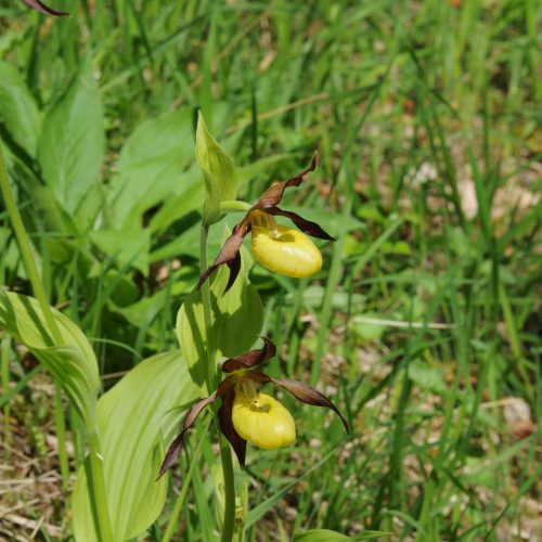 Cypripedium calceolus Yellow Lady's Slipper