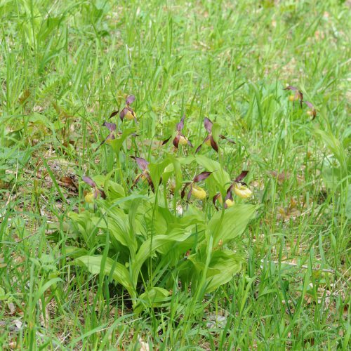 Cypripedium calceolus Yellow Lady's Slipper