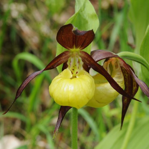 Cypripedium calceolus Yellow Lady's Slipper