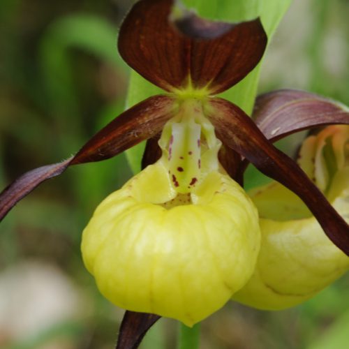 Cypripedium calceolus Yellow Lady's Slipper