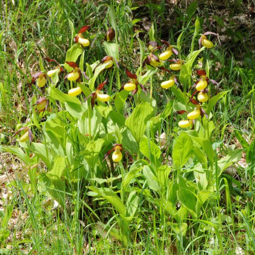 Cypripedium calceolus Yellow Lady's Slipper