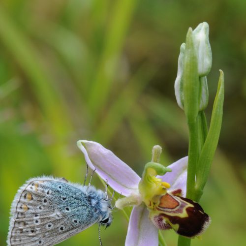 Ophrys apifera forma aurita