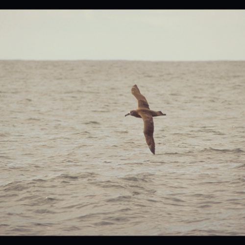 Black footed Albatross off Westport WA USA