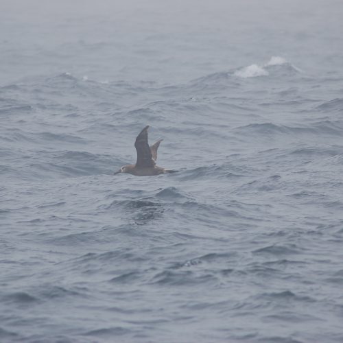 Black footed Albatross off Monterey CA USA