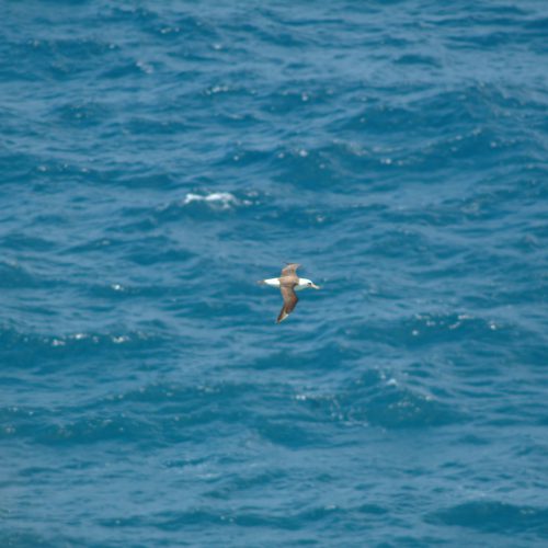 Laysan Albatross Kauai HA USA