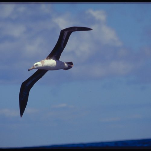 Wandering Albatross