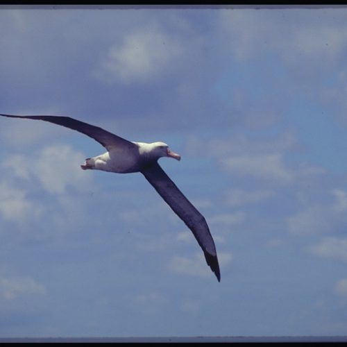 Wandering Albatross