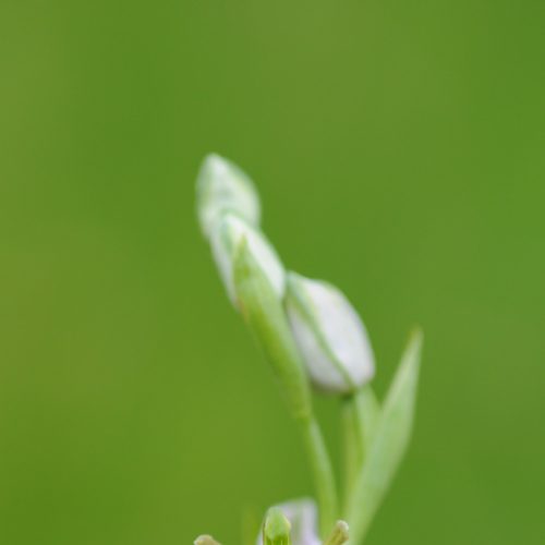 Ophrys apifera forma aurita