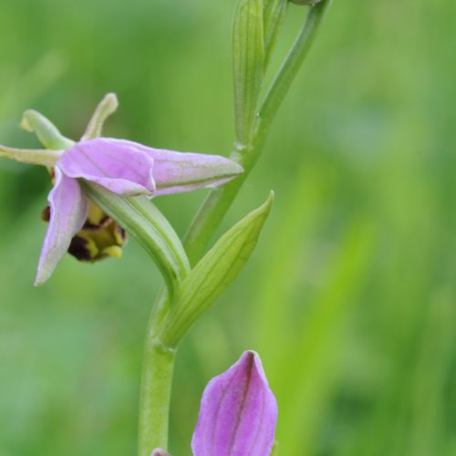 Ophrys apifera forma aurita