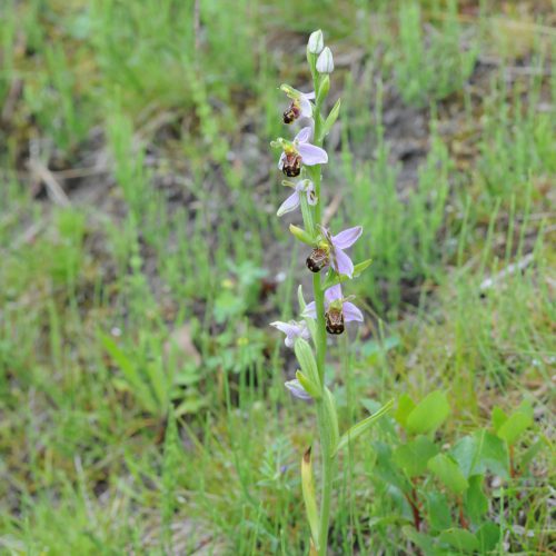 Ophrys apifera forma aurita