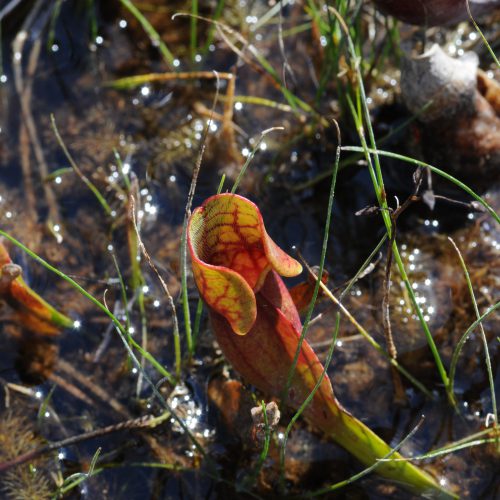 Sarracenia spec.