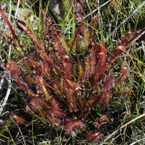 Drosera canadensis