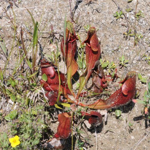 Sarracenia spec.