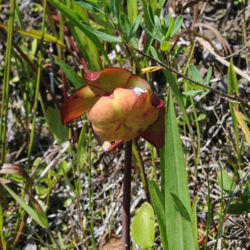 Sarracenia spec.