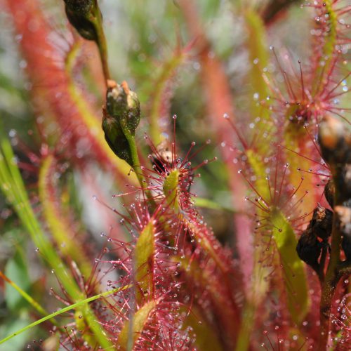 Drosera canadensis