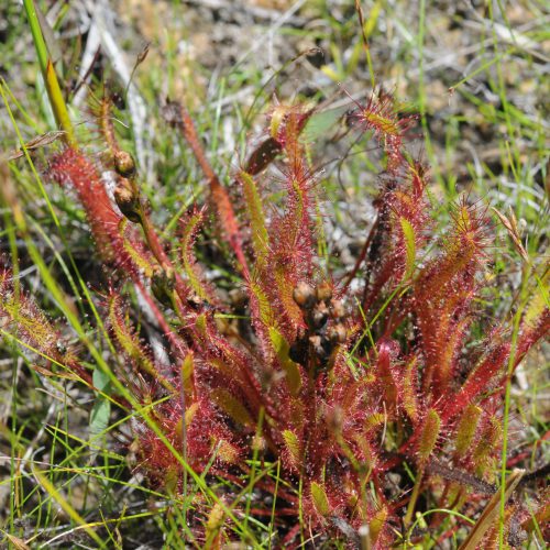 Drosera canadensis