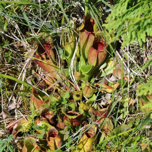 Sarracenia spec.