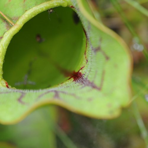 Sarracenia spec.