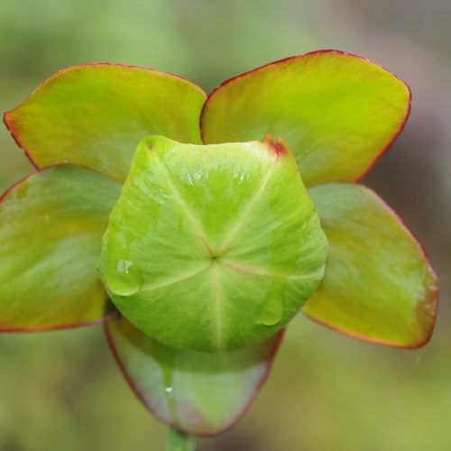 Sarracenia spec.