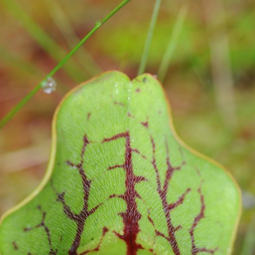 Sarracenia spec.