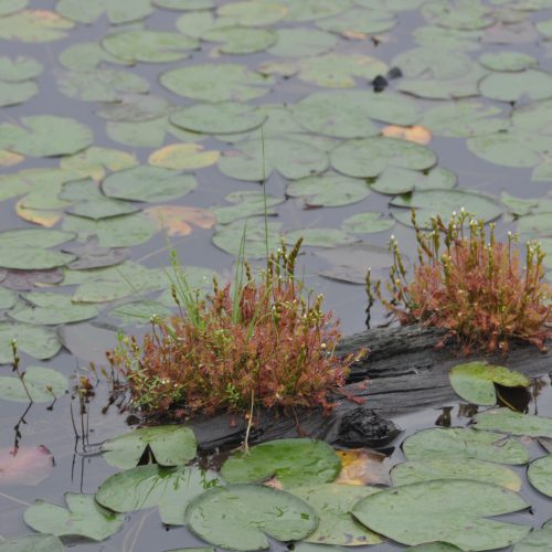 Drosera canadensis