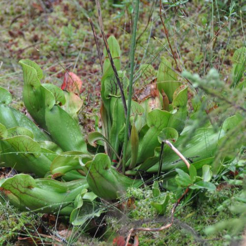 Sarracenia spec.