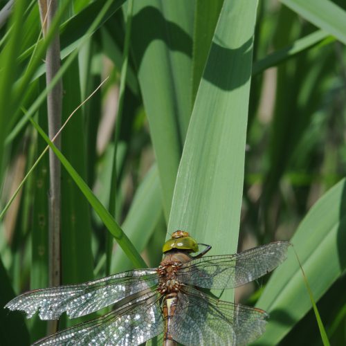 Aeshna isoceles Vroege Glazenmaker