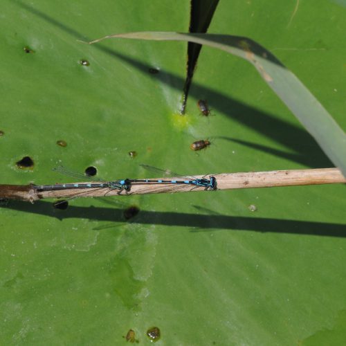 Coenagrion pulchellum Variabele waterjuffer