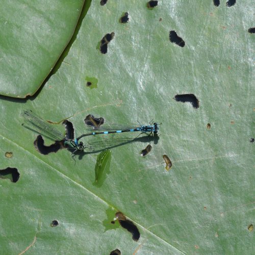 Coenagrion pulchellum Variabele waterjuffer