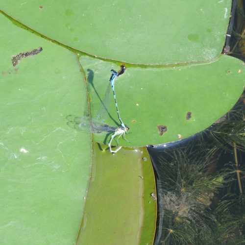 Coenagrion pulchellum Variabele waterjuffer