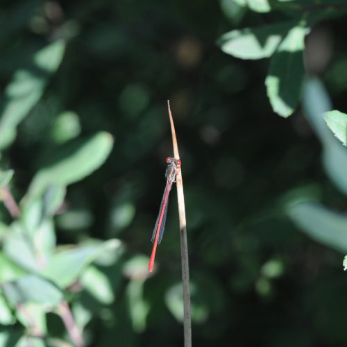 Ceriagrion tenellum Koraaljuffer