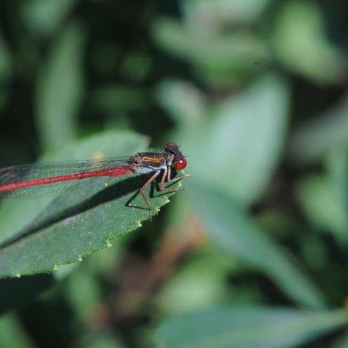 Ceriagrion tenellum Koraaljuffer