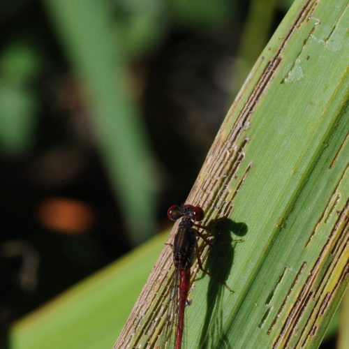 Ceriagrion tenellum Koraaljuffer