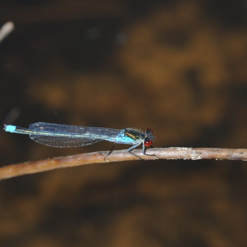 Erythromma najas Grote Roodoogjuffer