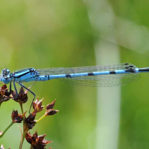 Enallagma cyathigerum Watersnuffel