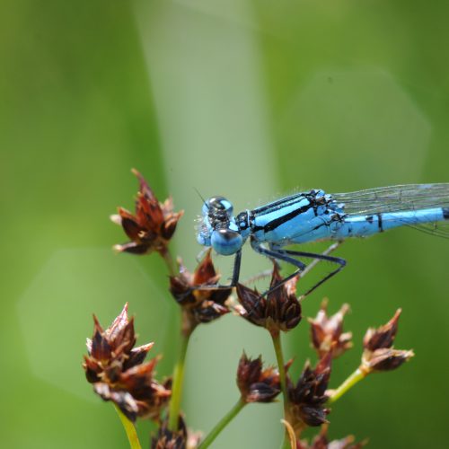 Enallagma cyathigerum Watersnuffel