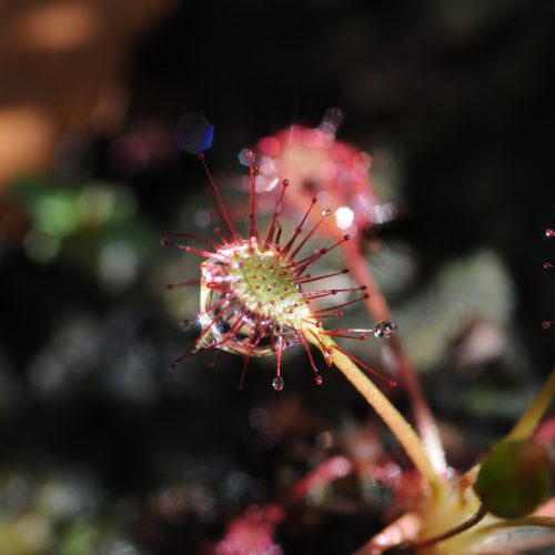 Drosera intermedia Kleine Zonnedauw