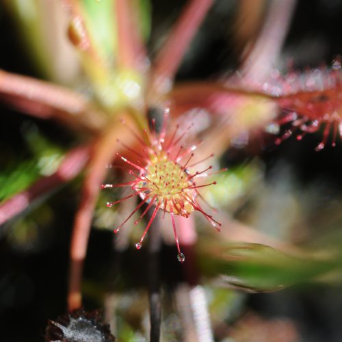 Drosera intermedia Kleine Zonnedauw