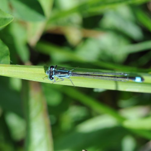 Ischnura elegans Lantaarntje