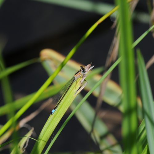 Ischnura elegans Lantaarntje