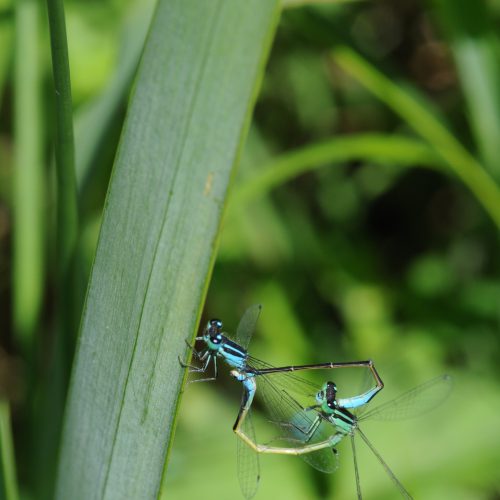 Ischnura elegans Lantaarntje