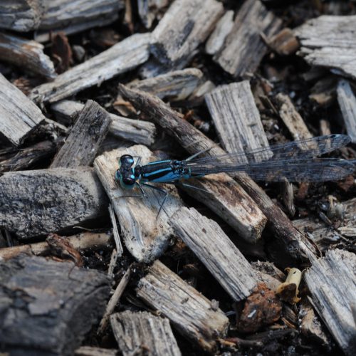 Ischnura elegans Lantaarntje