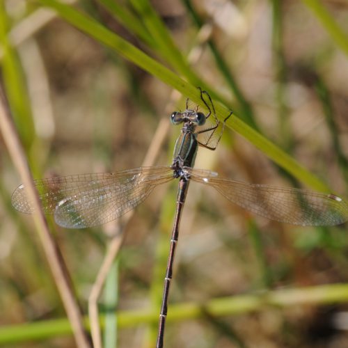 Lestes barbarus Zwervende Pantserjuffer