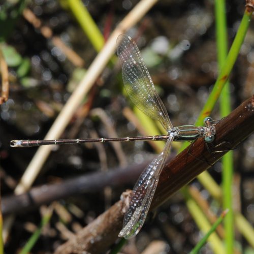 Lestes barbarus Zwervende Pantserjuffer