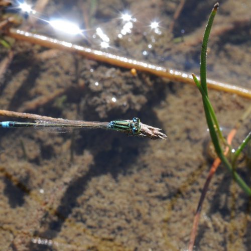 Ischnura pumilio Tengere Grasjuffer