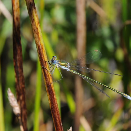 Lestes virens Tengere Pantserjuffer